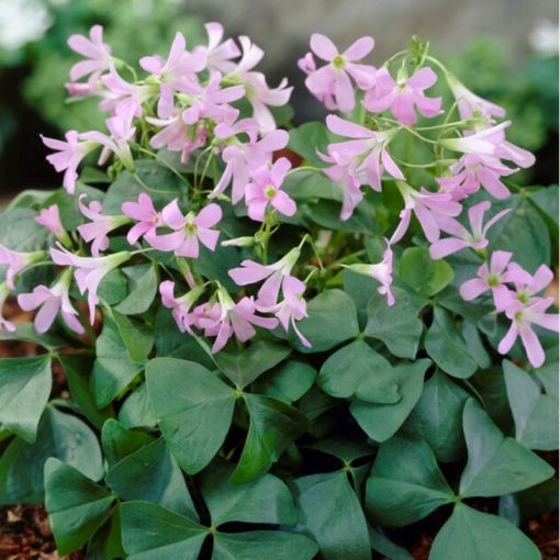 Oxalis triangularis Amber - Madársóska