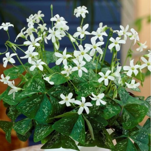 Oxalis triangularis Irish Mist - Madársóska