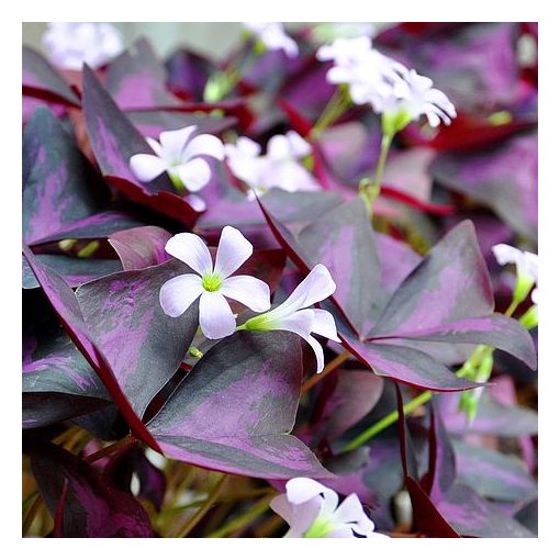 Oxalis triangularis Sunny - Madársóska