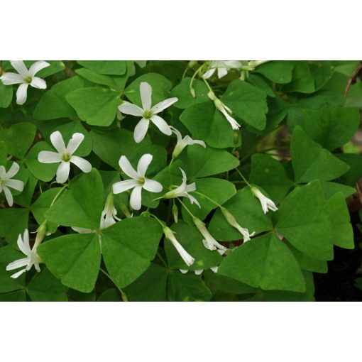 Oxalis triangularis ssp. papilionacea - Madársóska