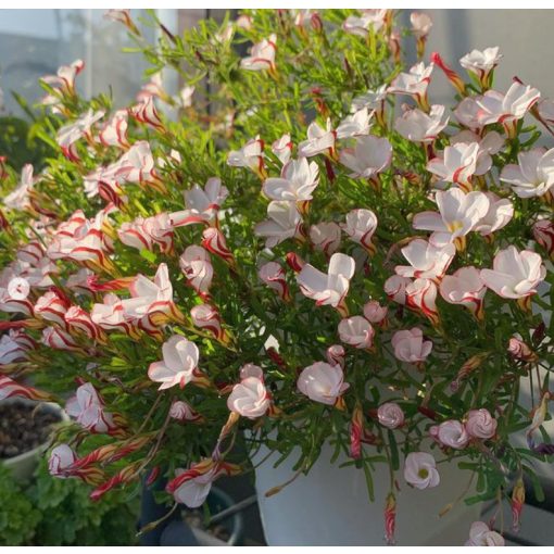 Oxalis versicolor - Madársóska