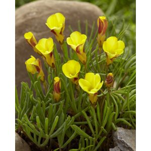 Oxalis versicolor Golden Cape - Madársóska