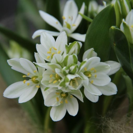 ornithogalum-balanse