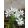Ornithogalum-umbellatum