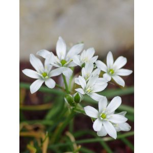 Ornithogalum-umbellatum