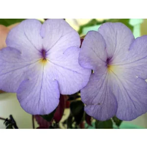 Achimenes Cattleya Light - Mesevirág