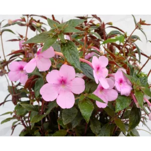 Achimenes Peach Blossom - Mesevirág