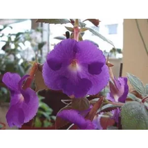 Achimenes Pulcherrima - Mesevirág