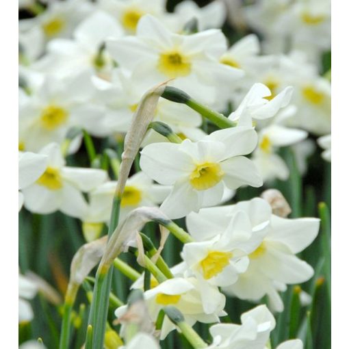Narcissus Lieke - Nárcisz