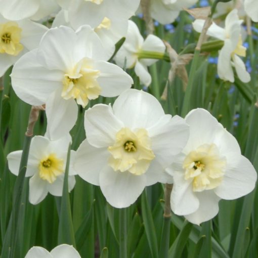 Narcissus Papillon Blanc