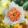 Narcissus Precocious - Nárcisz