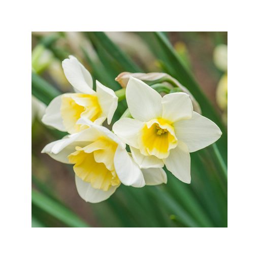 Narcissus Sweet Love - Nárcisz