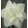 Narcissus White Medal