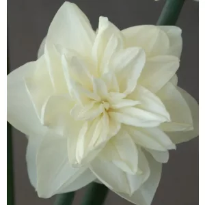 Narcissus White Medal