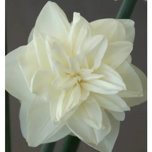 Narcissus White Medal