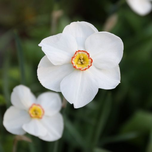 Narcissus Actaea - Nárcisz