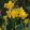 Narcissus Anfield - Nárcisz