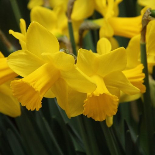 Narcissus Arctic Gold - Nárcisz