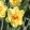 Narcissus Ascot - Nárcisz