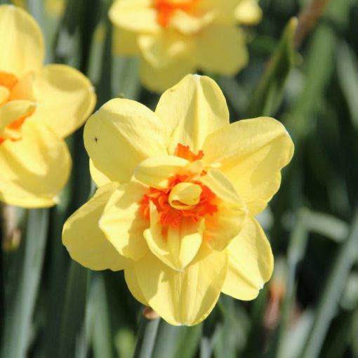 Narcissus Ascot - Nárcisz