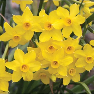 Narcissus Baby Boomer - Nárcisz