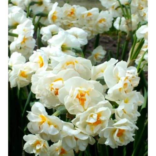 Narcissus Bridal Crown - Nárcisz