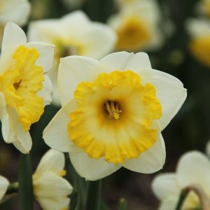 Narcissus Bright Sun - Nárcisz