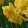 Narcissus Carlton - Nárcisz