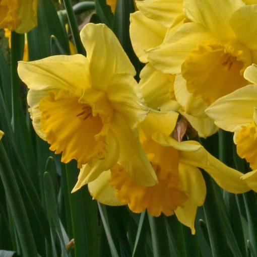 Narcissus Carlton - Nárcisz