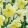 Narcissus Cassata - Nárcisz