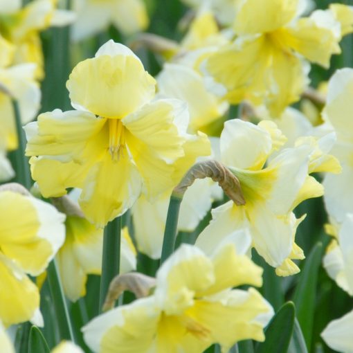 Narcissus Cassata - Nárcisz