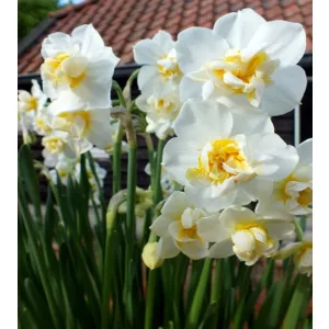 Narcissus Cheerfulness - Nárcisz