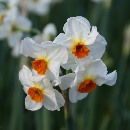 Narcissus Cragford - Nárcisz
