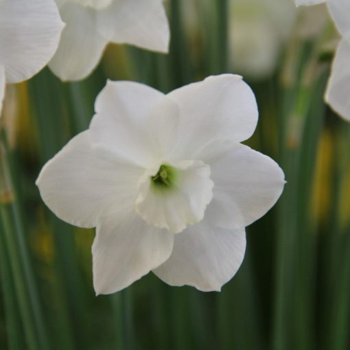 Narcissus Dainty Miss - Nárcisz