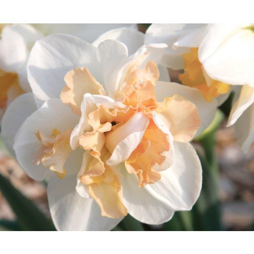 Narcissus Delnashaugh - Nárcisz