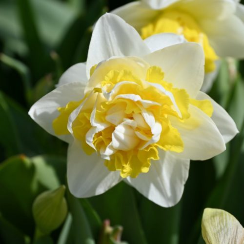 Narcissus Doctor Witteveen - Nárcisz