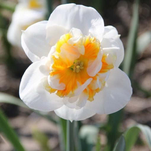 Narcissus Dolly Mollinger - Nárcisz
