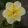 Narcissus Donaupark - Nárcisz