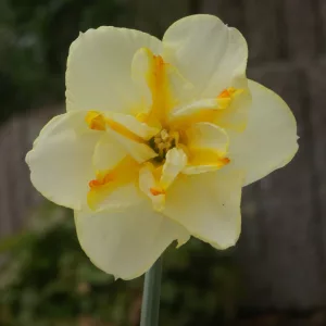 Narcissus Donaupark - Nárcisz