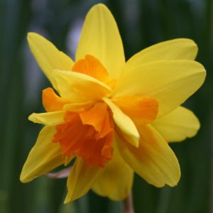 Narcissus Double Itzim - Nárcisz