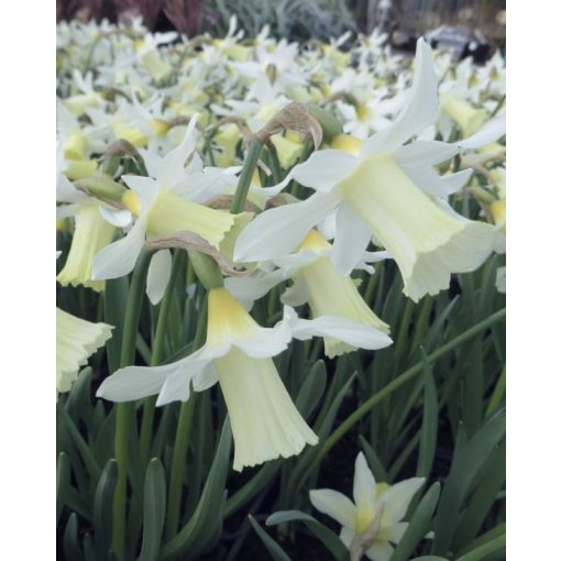 Narcissus Elka - Nárcisz