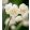 Narcissus Erli Cheer - Nárcisz