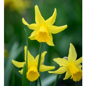 Narcissus February Gold - Nárcisz