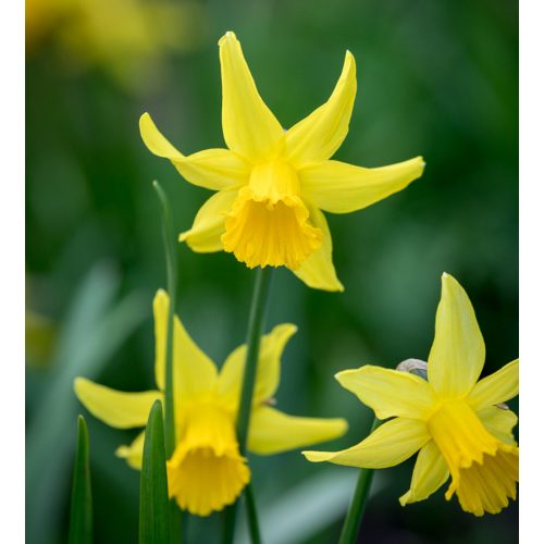Narcissus February Gold - Nárcisz