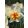 Narcissus Flower Drift - Nárcisz