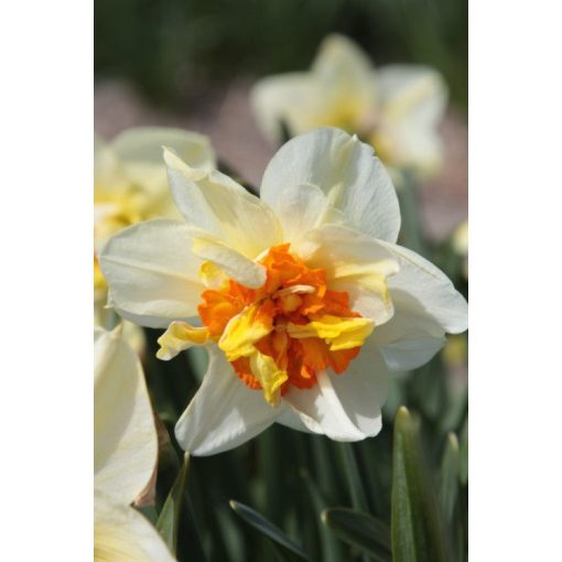 Narcissus Flower Drift - Nárcisz