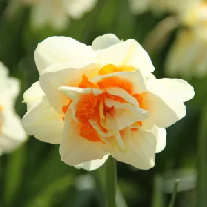 Narcissus Flower Parade - Nárcisz