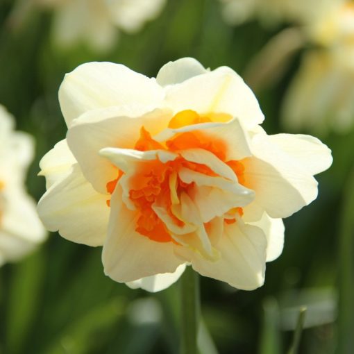 Narcissus Flower Parade - Nárcisz