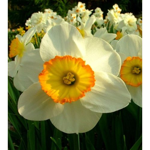 Narcissus Flower Record - Nárcisz