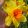 Narcissus Fortissimo - Nárcisz